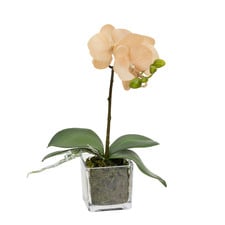 32cm Apricot Faux Orchid Flower in Glass Pot