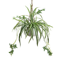 68cm Faux Spider Plant in Hanging Planter