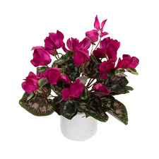 34cm Fuchsia Potted Faux Cyclamen Plant