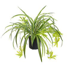45cm Potted Faux Spider Plant