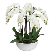 75cm Potted Faux Apple Green Phal Orchid Plant