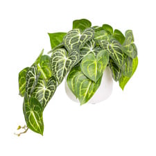 46cm Green Potted Faux Caladium Plant