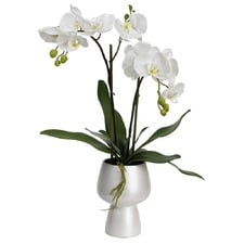 70cm White Faux Orchid with Pedestal Vase
