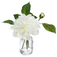 20cm White Faux Dahlia with Glass Vase