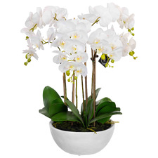 55cm Faux Phal Orchid with Ceramic Pot