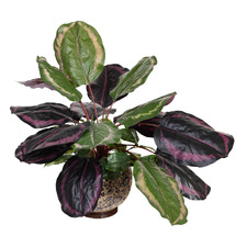 50cm Potted Faux Calathea Bush Plant