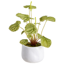 17cm Potted Faux Calathea Bush Plant