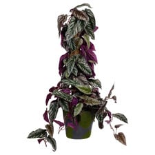 68cm Potted Faux Cissus Discolour Plant on Pole
