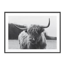 Highland Cow Framed Print