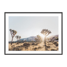 Joshua Tree II Framed Print