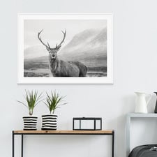 Wild Stag Framed Print