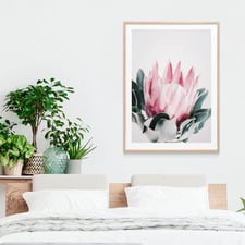 Blush Protea Framed Print