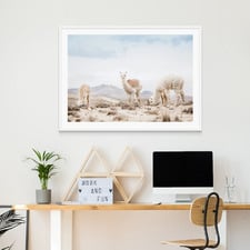 Three Llamas Framed Print