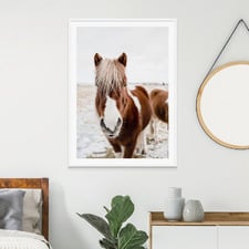 Wild Horse No. 1 Framed Print