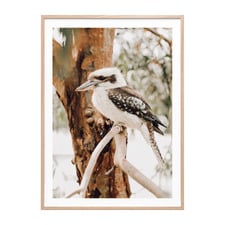Sitting Kookaburra Framed Paper Print Wall Art