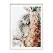 Resting Koala Framed Paper Print Wall Art