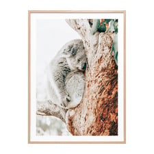 Resting Koala Framed Paper Print Wall Art