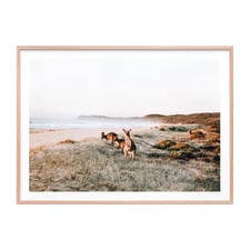 Beach Kangaroo Framed Paper Print Wall Art