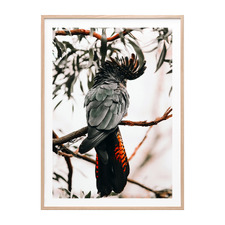 Black Cockatoo Framed Paper Print Wall Art