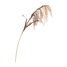 90cm Light Coffee Faux Reed Grass Spray