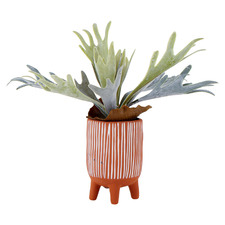 19cm Potted Faux Staghorn Plant