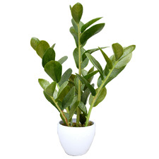 60cm Potted Faux Zanzibar Plant