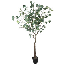 150cm Potted Eucalyptus Polyanthemos Tree
