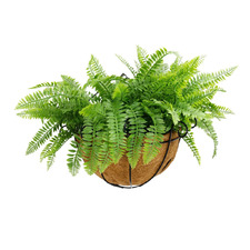 40cm Gessner Faux Fern in Basket