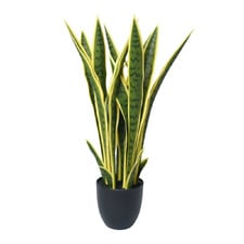 60cm Bentham Potted Faux Sansevieria Plant