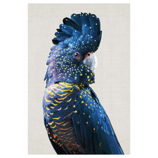 Distracted Black Cocky Canvas Wall Art