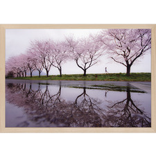 Rain of Spring Wall Art