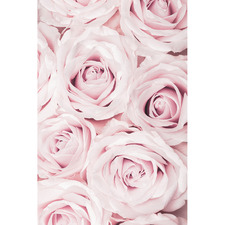 Pink Roses II Printed Wall Art