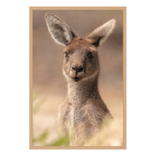 The Beautiful Roo Printed Wall Art