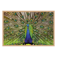 Peacock Printed Wall Art