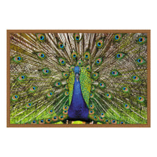 Peacock Printed Wall Art