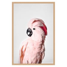 Pink Cockatoo Printed Wall Art