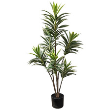 116cm Potted Faux Variegated Dracena Tree