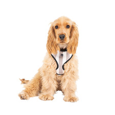 Hamptons Stripe Dog Harness