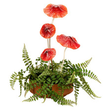 12 Piece Mushroom Garden Stake Set