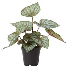 47cm Potted Faux Begonia Rex Plant