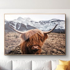 Scottish Highland Cattle Framed Canvas Wall Art