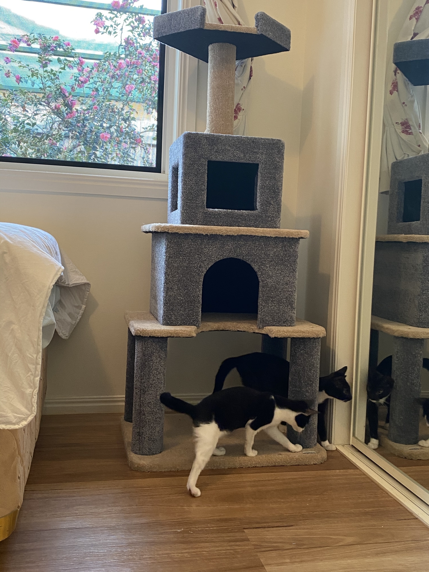 Bono Fido Grey Cat Oriental Palace Condo Temple Webster