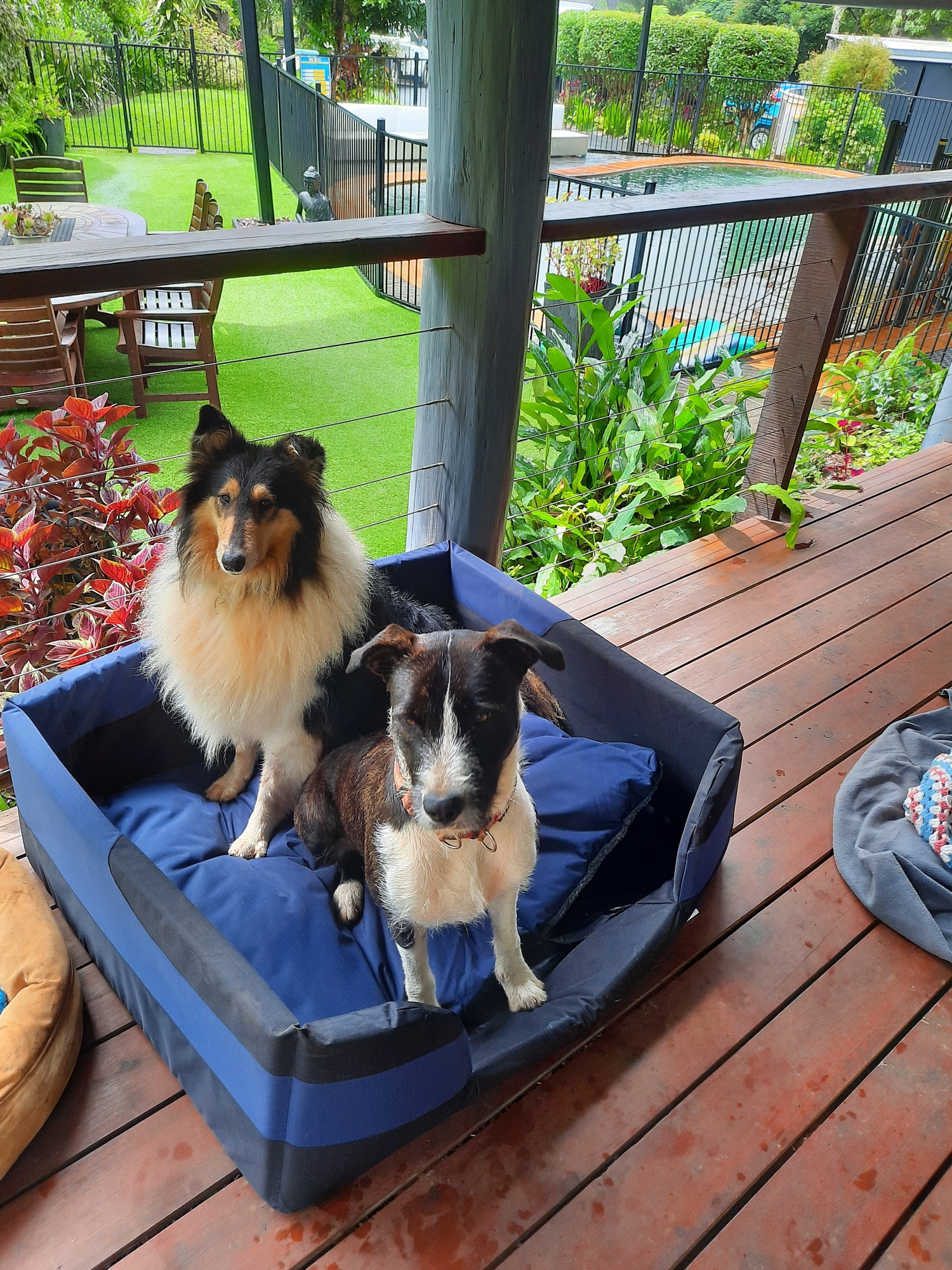 bono fido dog bed