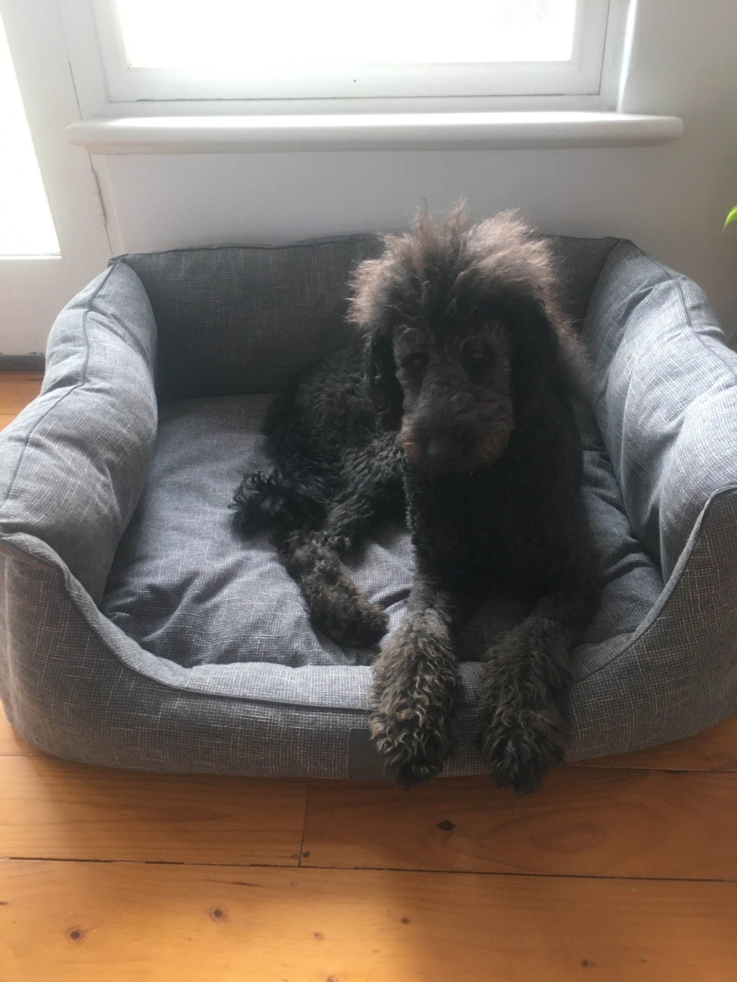 T&s sorrento ash grey best sale dog bed