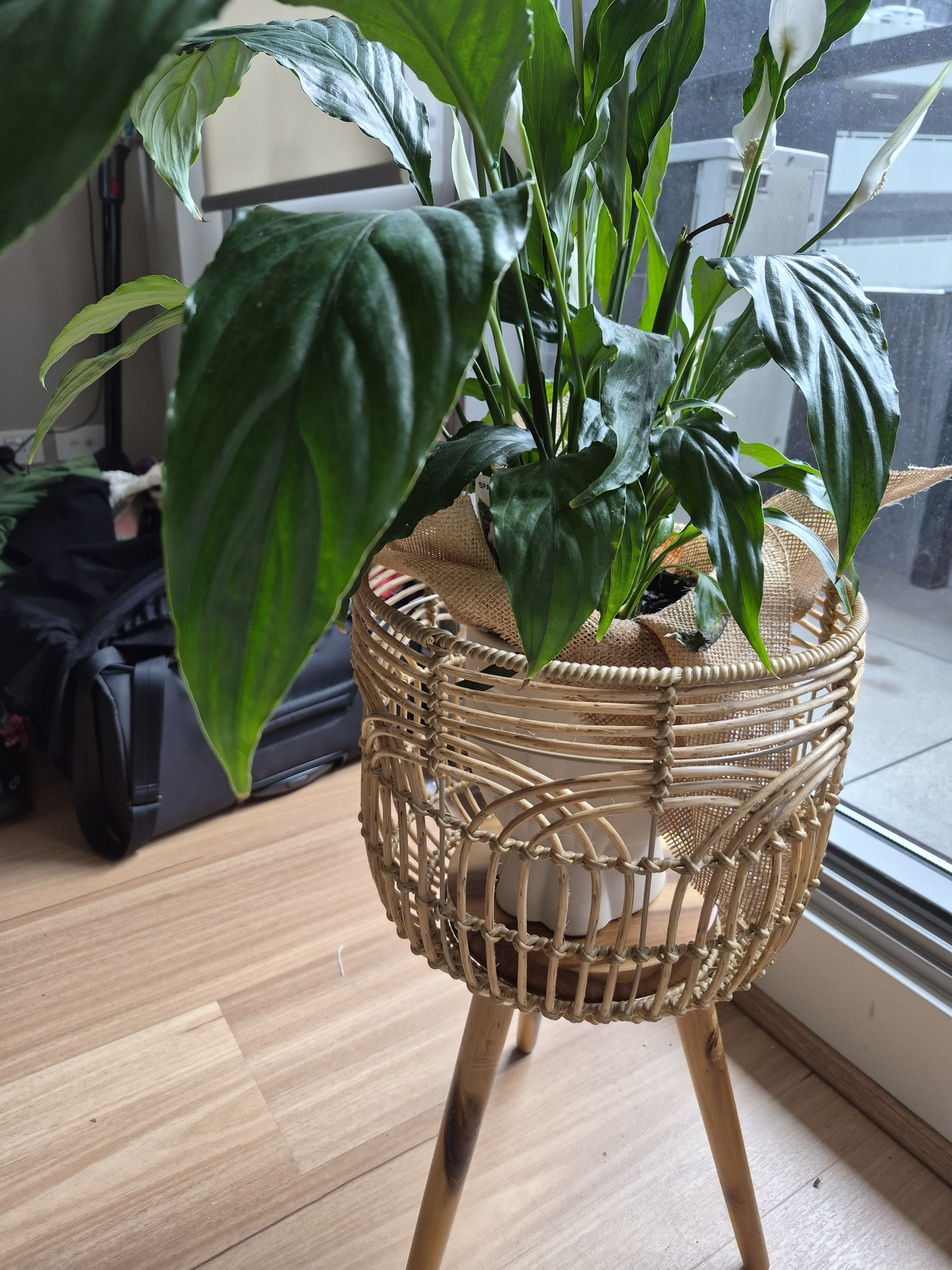 Temple & Webster Natural Astrid Woven Plant Pot Holder