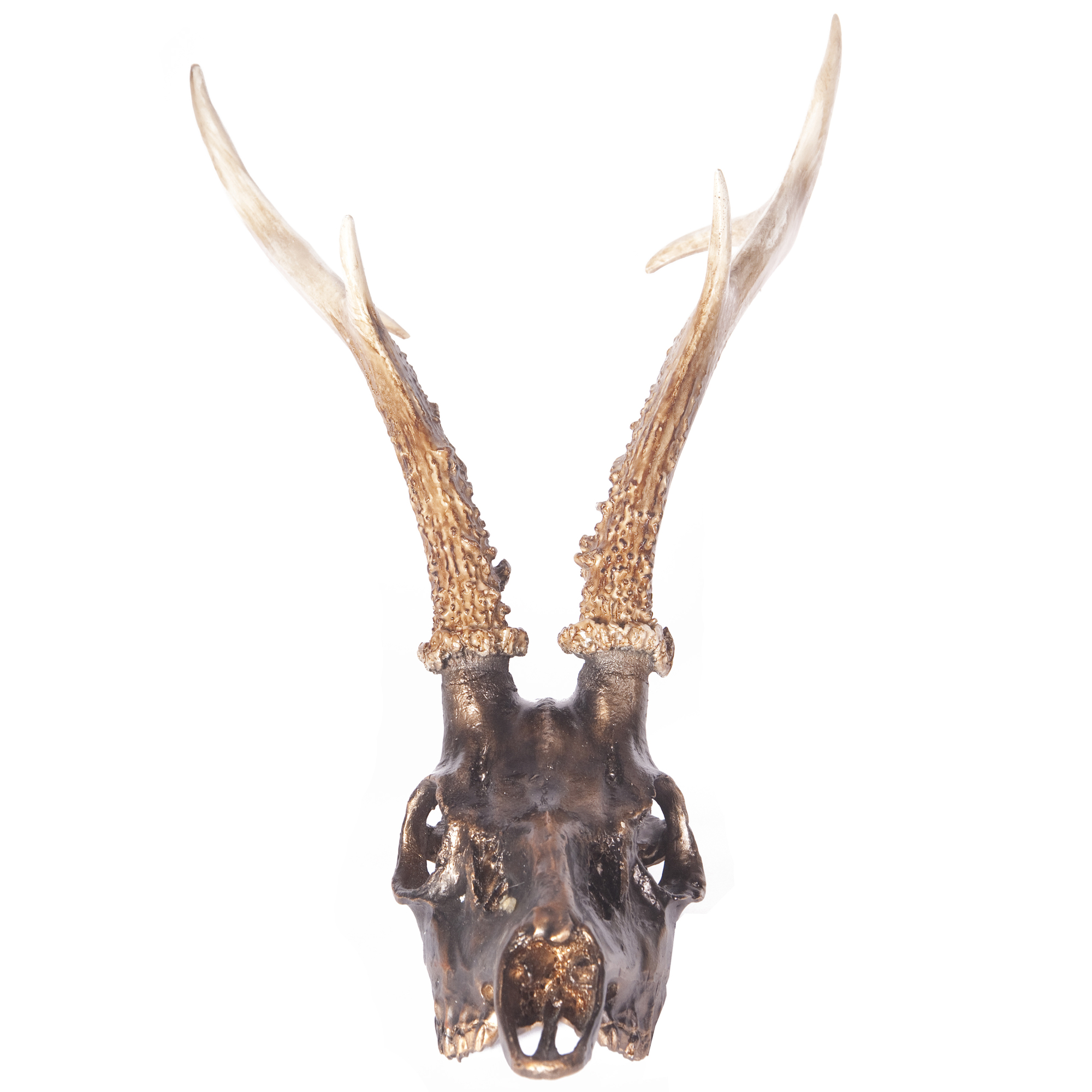 deer skull