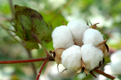 Cotton plant