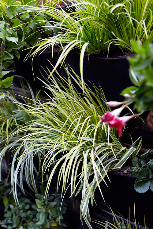 Inspiring vertical garden gallery 4