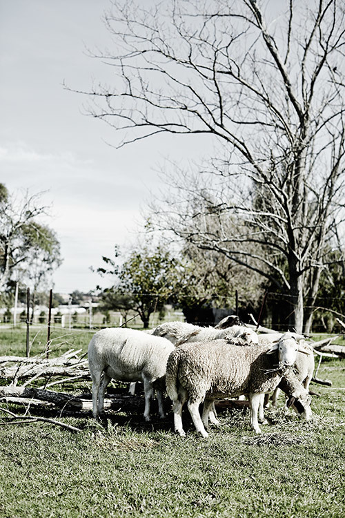 150527_T&W_Wool_0063