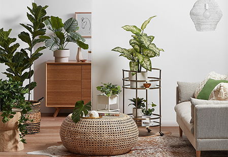 How to display indoor plants